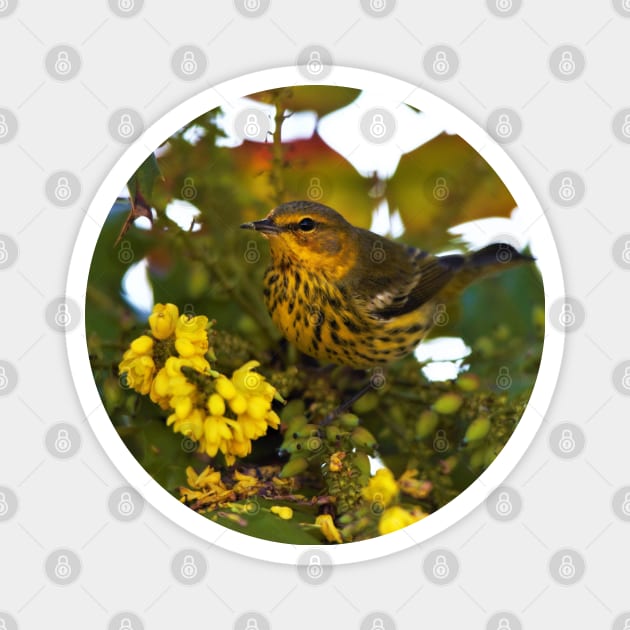 Cape May Warbler with Flowering Mahonia Magnet by walkswithnature